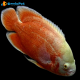 1Coppia Astronotus Ocellatus Red Albino 6-7cm