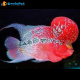 1Coppia Ciclasoma FlowerHorn sunset red 5cm
