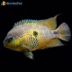 1Coppia CRYPTOHEROS MYRNAE 4-5cm