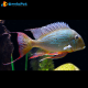 1Coppia Geophagus Altifrons 8-10cm