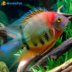 1Coppia Heros EfasciatusRed Back 5-6cm.