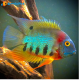 1Coppia Heros Severus Rotkeil 4-,4,5cm