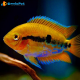 1Coppia Heterotilapia Multispinosa 5-6cm