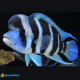 1Coppia Cyphotilapia Frontosa 6-7cm