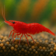 Caridina Red Cherry XL