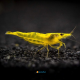 Caridina Japonica Gold XL