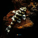 Peckoltia vittata L015