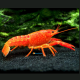 PROCAMBARUS ALLENI ORANGE