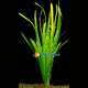 vallisneria gigantea 