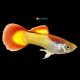 Poecilia Reticulata Rainbow