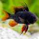 Mikrogeophagus Ramirezi Black