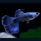 Poecilia Reticulata Blue Tail