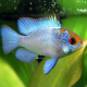 Papiliochromis ramirezi Blu Red Head 