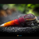 FAUNUS SNAIL
