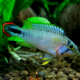 Apistogramma panduro