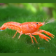 CAMBARELLUS PATWARENSIS ORANGE 