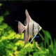 Pterophyllum Scalare Peruensis 3/4 cm
