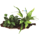 Anubias e Microsorium + Muschio di Java su tronco 