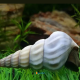 TYLOMELANIA WHITE HERCULES