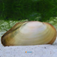 ANODONTA ANATINA 7/10cm