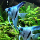Pterophyllum Scalare Amazon Blu 3/4 cm