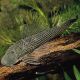 Chaetostoma Thomsoni