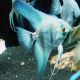Scalare Blue Belem XL