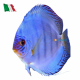 Discus Cobalt Solid 11/12cm.