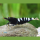 Neocaridina Black Pinto XL