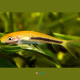 Gyrinocheilus aymonieri Bicolor