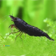 Neocaridina Full Black XL