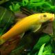 Gyrinocheilus aymonieri Gold
