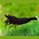Neocaridina Bee King Kong XL
