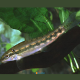 Gyrinocheilus aymonieri Tiger