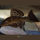 Hypostomus plecostomus