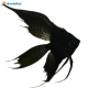 Scalari Black Ghost 